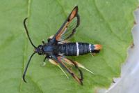 Pyropteron chrysidiforme