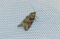 Cnephasia