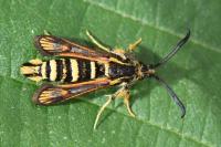Bembecia iberica