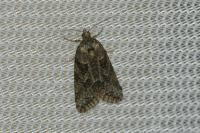 Cnephasia