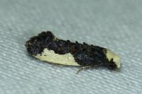 Monopis monachella