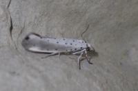 Yponomeuta rorrella