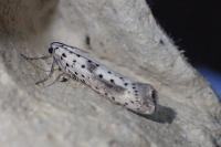 Yponomeuta irrorella