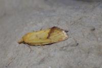 Agapeta hamana