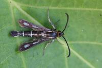 Chamaesphecia aerifrons