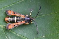 Pyropteron chrysidiforme