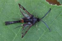 Synanthedon myopaeformis