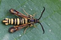 Bembecia iberica