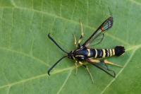 Synanthedon vespiformis