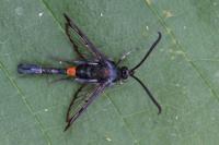 Synanthedon myopaeformis