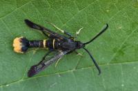 Synanthedon andrenaeformis