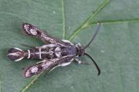Pyropteron affine