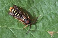 Pennisetia hylaeiformis