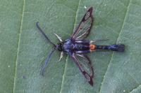Synanthedon myopaeformis