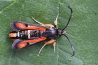 Pyropteron chrysidiforme