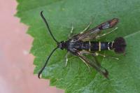 Synanthedon tipuliformis