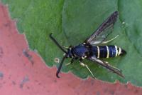 Paranthrene tabaniformis