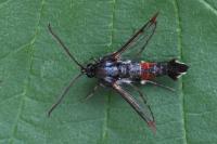 Synanthedon formicaeformis