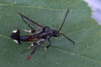 Synanthedon formicaeformis