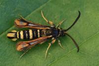 Bembecia iberica