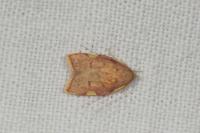 Carcina quercana