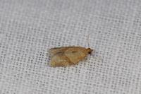 Clepsis consimilana