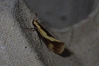 Harpella forficella