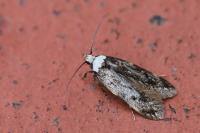 Endrosis sarcitrella