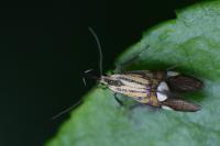 Alabonia geoffrella