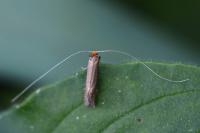 Nematopogon adansoniella