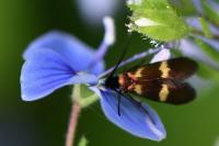 Cauchas fibulella
