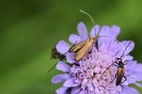 Nemophora metallica