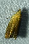 Lathronympha strigana