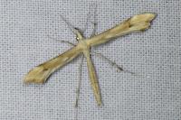 Gillmeria ochrodactyla