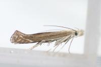 Isophrictis striatella