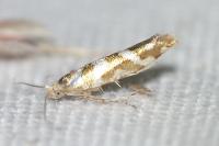 Argyresthia goedartella