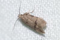 Teleiodes vulgella