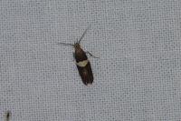 Eidophasia messingiella