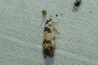 Eucosma campoliliana