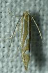 Phyllonorycter leucographella