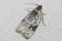 Celypha woodiana