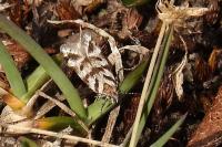 Prolita sexpunctella