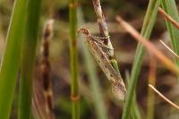 Metzneria metzneriella