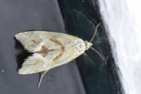Aethes smeathmanniana
