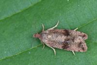 Celypha striana