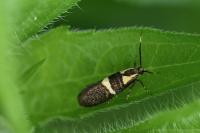 Dasycera oliviella
