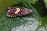 Dichrorampha petiverella
