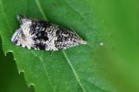 Celypha lacunana