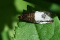 Notocelia cynosbatella
