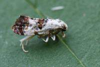 Neocochylis hybridella
